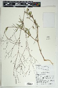 Boerhavia erecta image