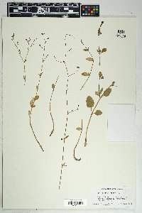 Boerhavia erecta image