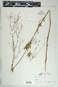 Boerhavia erecta image