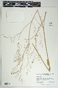 Boerhavia erecta image