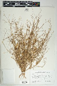 Boerhavia erecta image