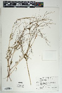 Boerhavia erecta image