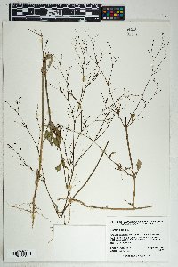 Boerhavia erecta image