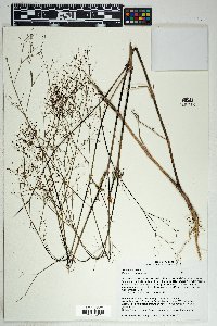 Boerhavia erecta image