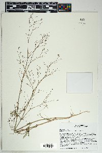 Boerhavia erecta image