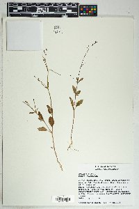 Boerhavia erecta image