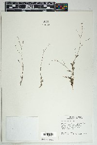 Boerhavia erecta image