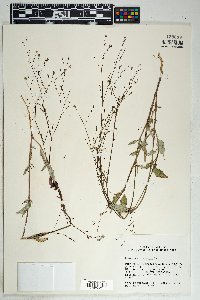 Boerhavia erecta image