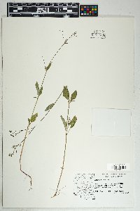 Boerhavia erecta image