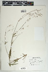 Boerhavia erecta image