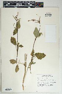 Boerhavia erecta image