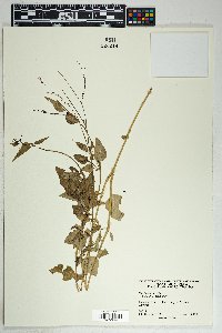 Boerhavia erecta image