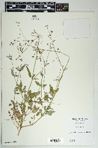 Boerhavia erecta image