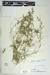 Boerhavia erecta image