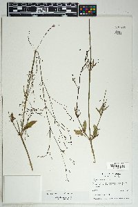 Boerhavia erecta image