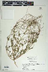 Boerhavia coulteri image