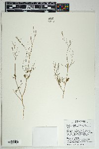 Boerhavia coulteri image