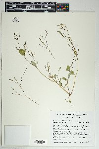 Boerhavia coulteri image