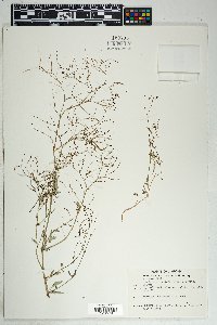 Boerhavia coulteri image