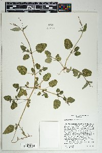 Boerhavia coulteri image