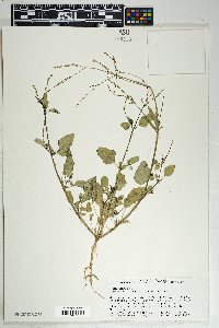 Boerhavia coulteri image