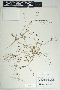 Boerhavia coulteri image