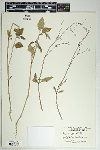 Boerhavia coulteri image