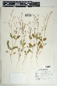 Boerhavia coulteri image