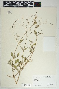 Boerhavia coulteri image