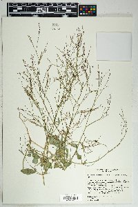 Boerhavia coulteri image