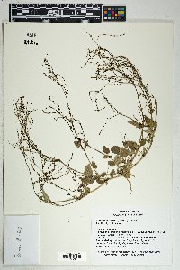 Boerhavia coulteri image