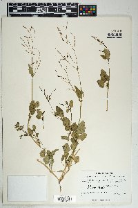 Boerhavia coulteri image