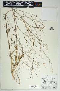 Boerhavia coulteri image