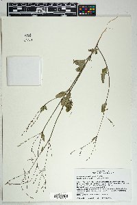 Boerhavia coulteri image