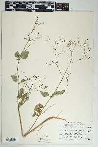 Boerhavia coulteri image