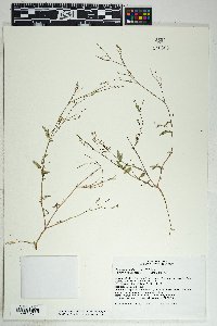 Boerhavia coulteri image