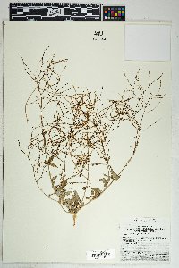 Boerhavia coulteri image