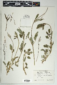 Boerhavia coulteri image