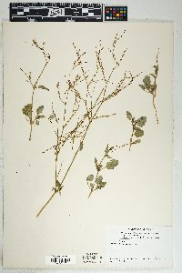 Boerhavia coulteri image