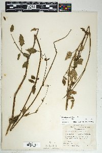 Boerhavia coccinea image