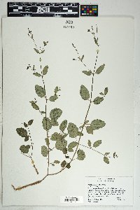 Boerhavia coccinea image