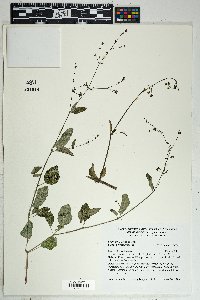 Boerhavia coccinea image