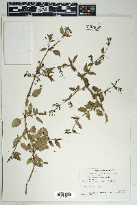 Boerhavia coccinea image