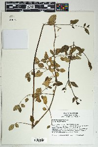 Boerhavia coccinea image