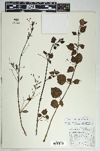 Boerhavia coccinea image