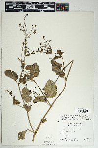 Boerhavia coccinea image