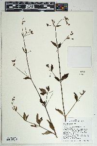 Boerhavia coccinea image