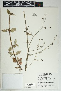 Boerhavia coccinea image