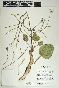 Anulocaulis leiosolenus var. leiosolenus image