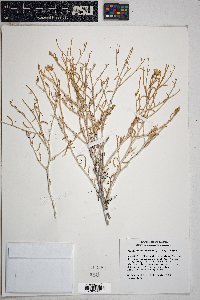 Psilostrophe cooperi image